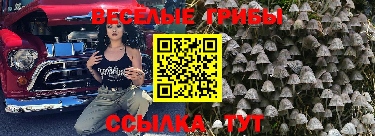 Галлюциногенные грибы прущие грибы  Псилоцибиновые грибы MAGIC MUSHROOMS  купить наркотики цена  Тайшет  Вход с VPN 